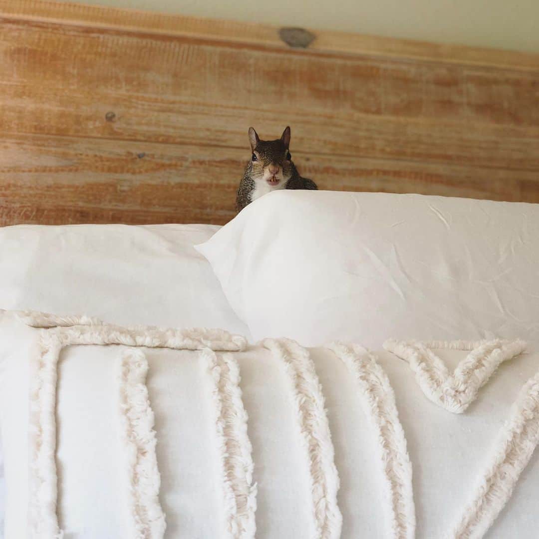 Jillさんのインスタグラム写真 - (JillInstagram)「Monday motto: get back in bed. . . . #petsquirrel #squirrel #squirrels #squirrellove #squirrellife #squirrelsofig #squirrelsofinstagram #easterngreysquirrel #easterngraysquirrel #ilovesquirrels #petsofinstagram #jillthesquirrel #thisgirlisasquirrel #inbed #backinbed」7月29日 23時16分 - this_girl_is_a_squirrel