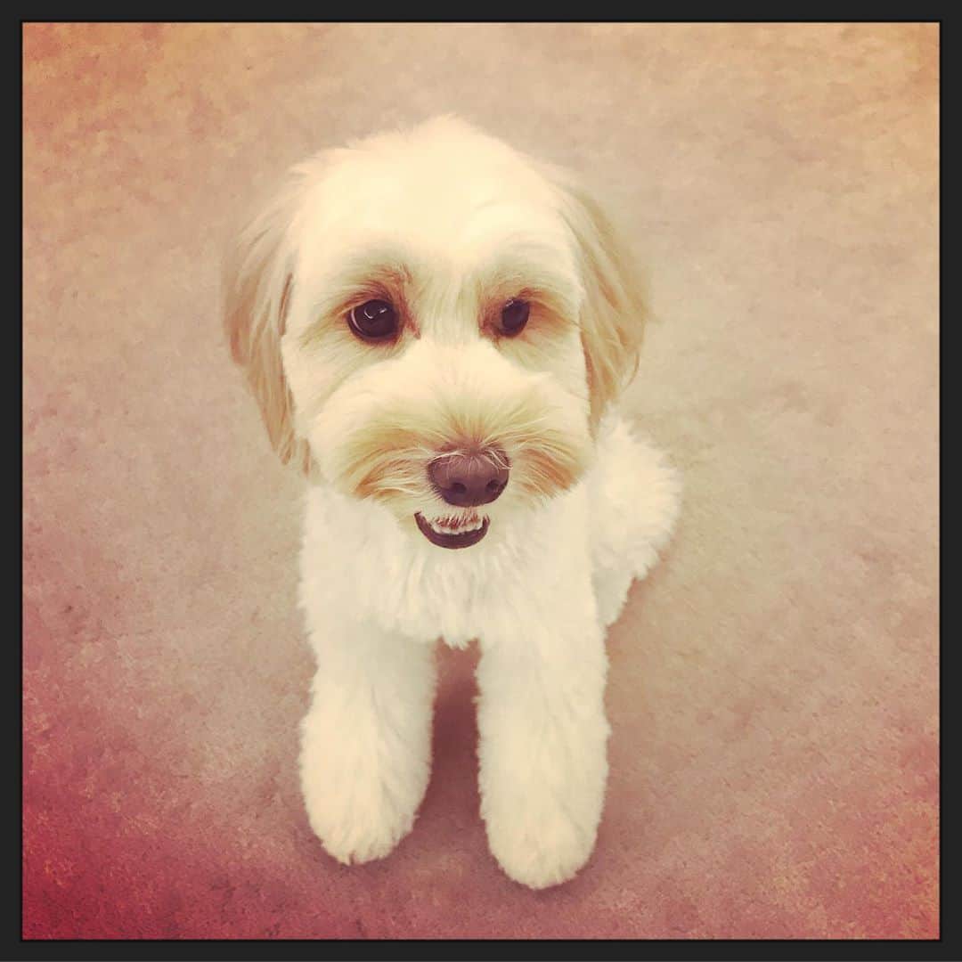 北山陽一のインスタグラム：「なつのおもちはじめました。#別犬 #きたやまおもち」