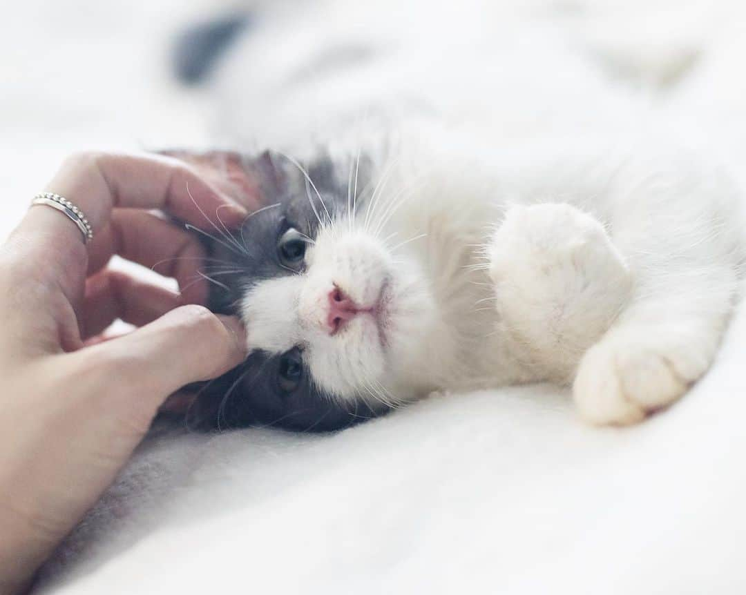 清水桜子さんのインスタグラム写真 - (清水桜子Instagram)「まるちゃん、昨日からベッドに上がれるようになったんだって。 グラビアモデルばりにポージングとってくれるから参るわ〜。 捨てカットが無い！ #本日のお丸」7月29日 23時29分 - sakuracos