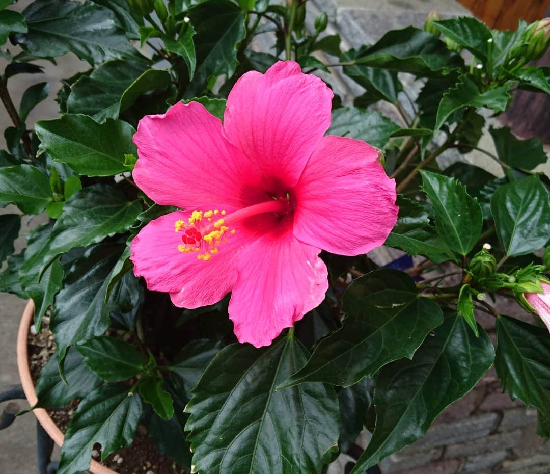 七海ひろこさんのインスタグラム写真 - (七海ひろこInstagram)「ある日のあるお宅のハイビスカス。 夏が、来ていた。 #花が好き #花が癒し #ハイビスカス #ハイビスカス🌺」7月29日 23時56分 - nanamihiroko_