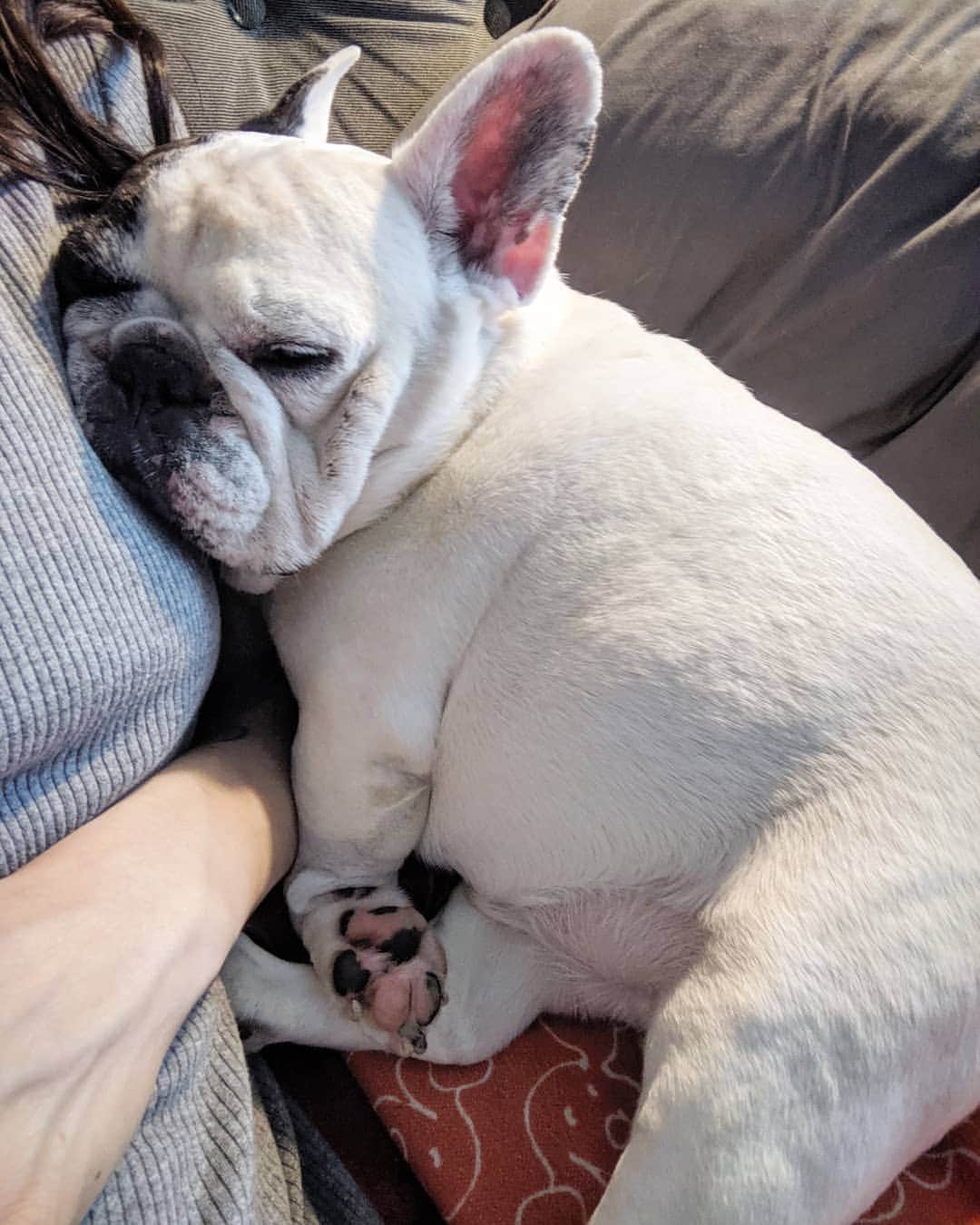 Manny The Frenchieのインスタグラム：「Mama's boy forever!  #caseoftheMondays」