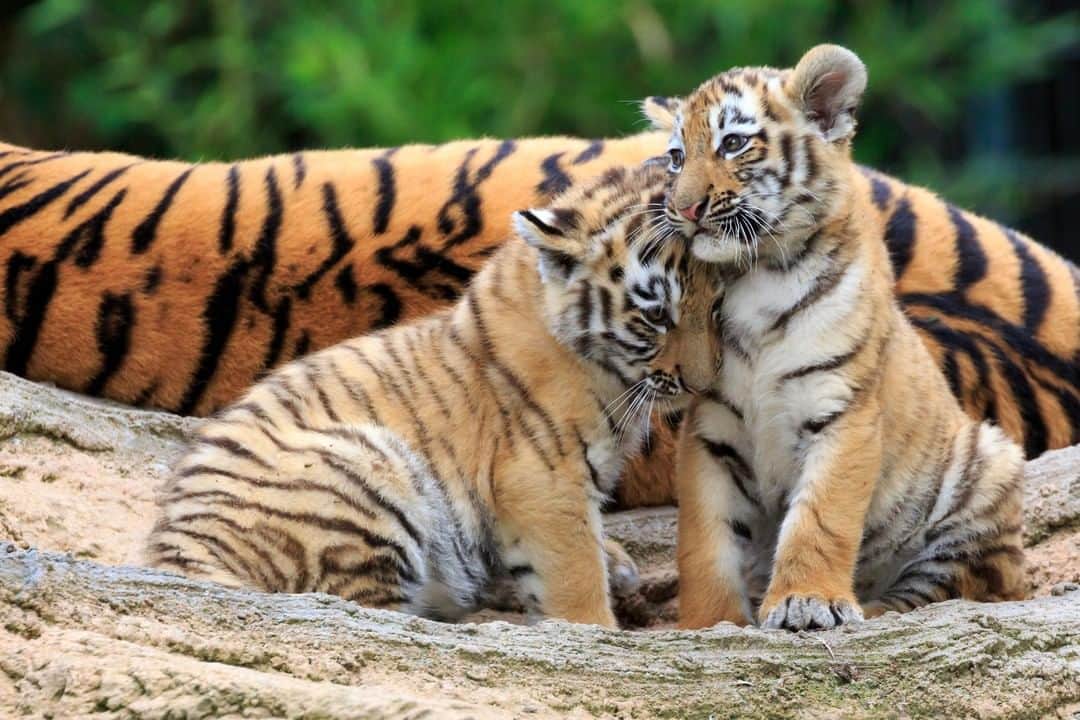 Discoveryさんのインスタグラム写真 - (DiscoveryInstagram)「Celebrate wild tigers this #GlobalTigerDay by joining the #ProjectCAT fight to protect them. 96% of tigers have disappeared in the last 100 years but together we can find hope. Visit ProjectCat.Discovery.com to learn more. 🐅🐅 . . . . #TigerTuesday #POTD #photooftheday #picoftheday #photography #nature #naturephotography #wildlifephotography #Tigerland #bigcats #tigers」7月30日 1時01分 - discovery