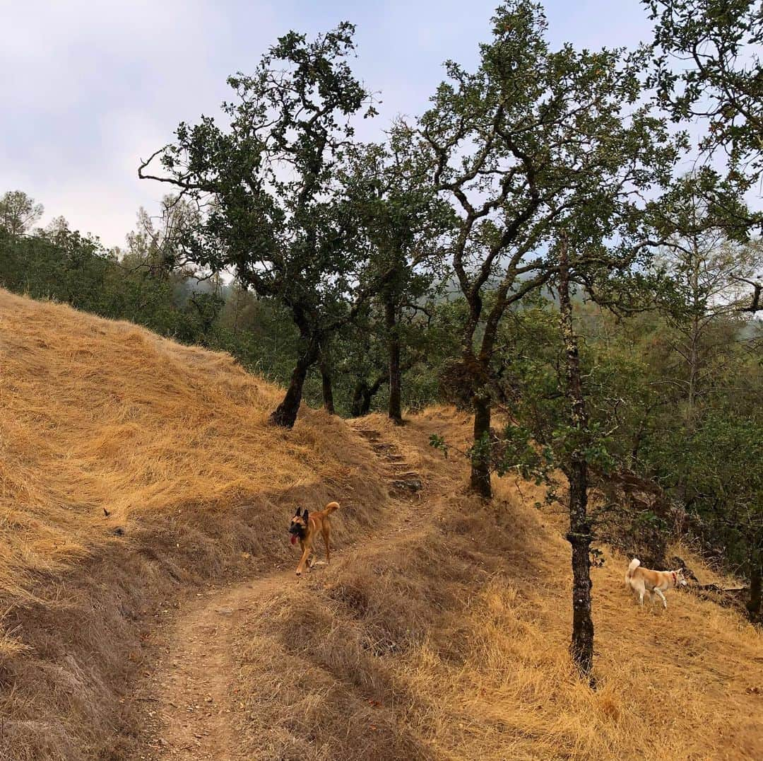 ダニカ・パトリックさんのインスタグラム写真 - (ダニカ・パトリックInstagram)「Babies had fun running trails again!!! Of course they found little burr bushes to walk through but their joy was all that mattered!  Nature is my jam. I love it. I truly believe it is impossible to feel worse after being on the beach or in the mountains or next to a river or a lake. I dare you to prove me wrong. (Bites and stings out there don’t count! 🤣)」7月30日 1時01分 - danicapatrick