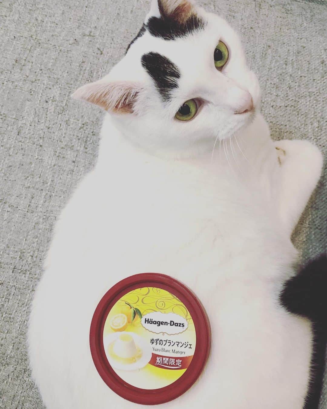 Siznaのインスタグラム：「#dura #cat #づら #猫 #sizna #雑種 #元地域猫 #ヅラ #ヅラ猫 #ヅラ猫部 #にゃんスタグラム #猫変態を増やそうの会 #ゆずのブランマンジェ #ハーゲンダッツ」
