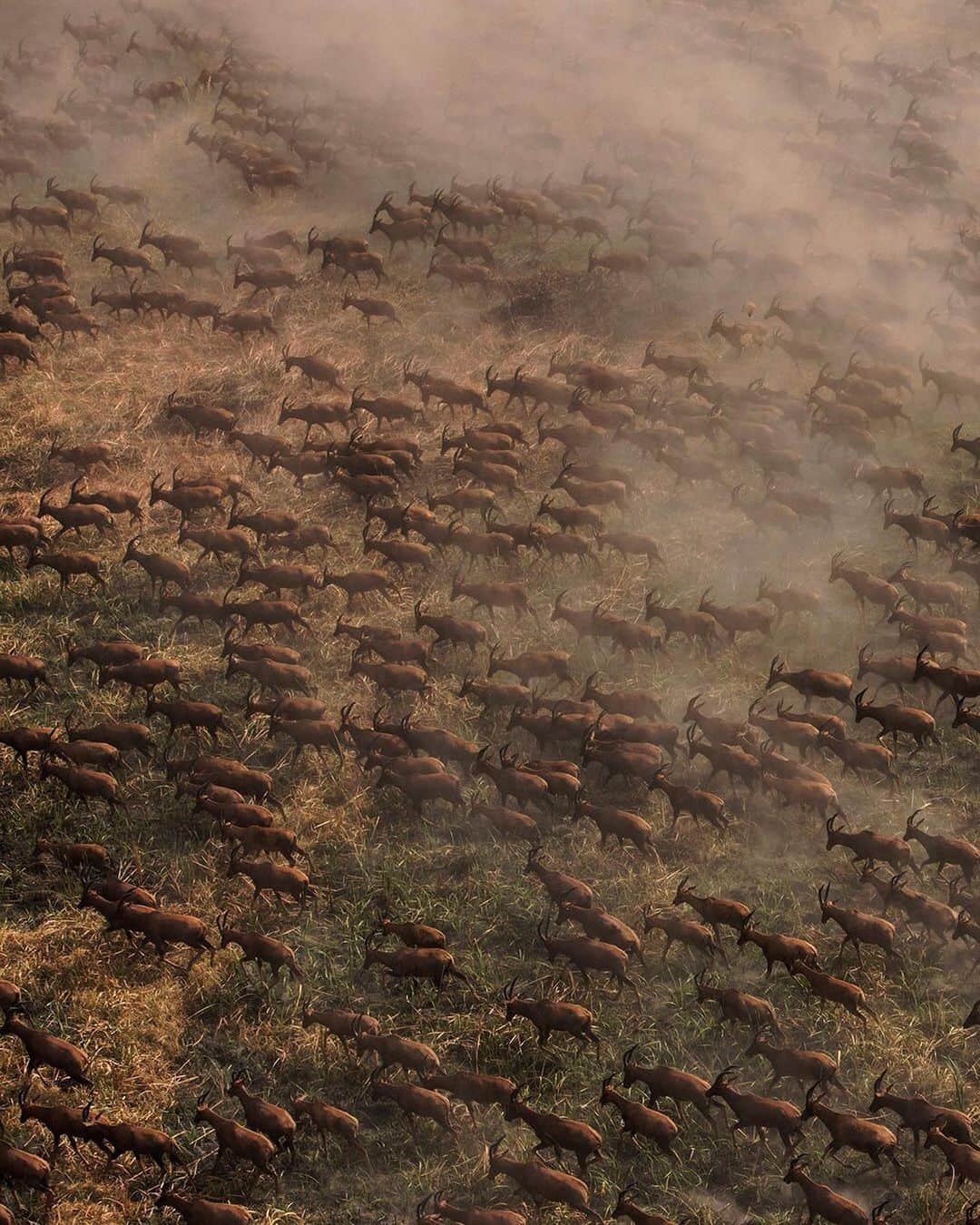 National Geographic Travelさんのインスタグラム写真 - (National Geographic TravelInstagram)「Photo by George Steinmetz @geosteinmetz | Large herds of tiang can still be found in the vast floodplains of the Nile, South Sudan. The lack of roads and economic development has made this one of the last refuges for wildlife in a region awash with automatic weapons. To view more of our world from above, follow @geosteinmetz. #conservation」7月30日 1時15分 - natgeotravel