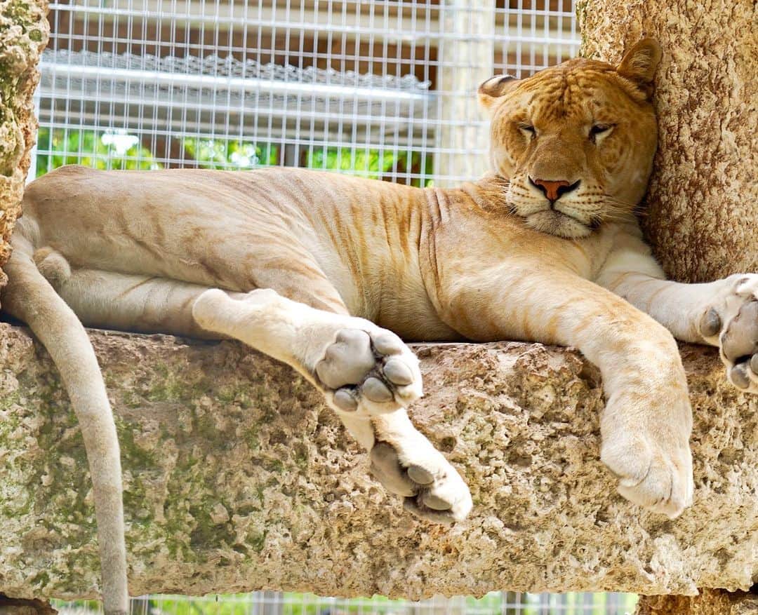 Zoological Wildlife Foundationさんのインスタグラム写真 - (Zoological Wildlife FoundationInstagram)「Zeus’ Monday face and mood...😴🥴🤣 #liger #zwfmiami #zwf #bigcat #mondaymotivation」7月30日 1時42分 - zwfmiami
