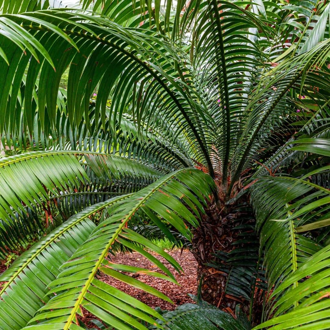 ニューヨーク植物園さんのインスタグラム写真 - (ニューヨーク植物園Instagram)「"It is as if the forest offered treasures only to those who go in search of it." Roberto Burle Marx planted a huge variety of palms and cycads at his home, including this Mexican native, #Dioon spinulosum, which you can see in the outdoor Modernist Garden of our Brazilian Modern exhibition. Growing up to 40 feet tall, the species is one of the world's tallest cycads in its native habitat. #plantlove」7月30日 2時08分 - nybg