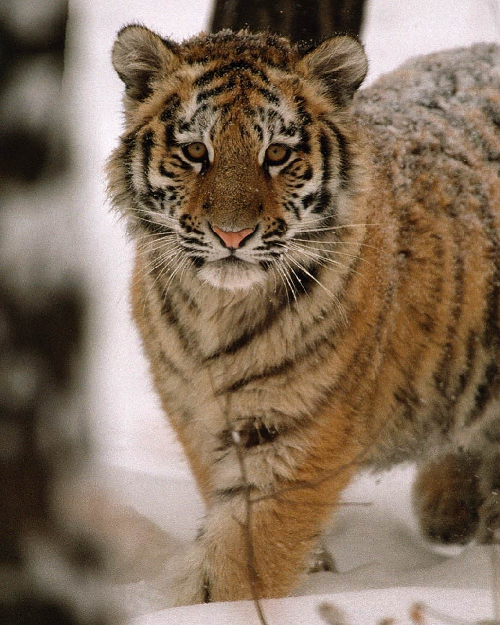 National Geographic Creativeさんのインスタグラム写真 - (National Geographic CreativeInstagram)「Photo by @michaelnicknichols | A Siberian tiger cub walks through snow covered woods. #InternationalTigerDay #Tiger #SiberianTiger」7月30日 2時33分 - natgeointhefield