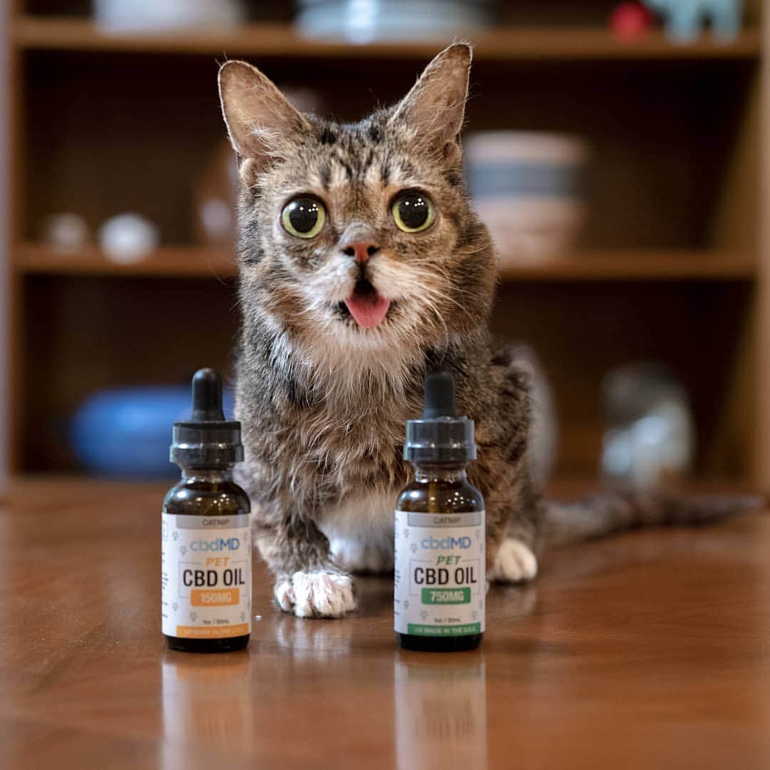 Lil BUBさんのインスタグラム写真 - (Lil BUBInstagram)「BUB's magic only comes in one dose - highly concentrated and wildly potent. Thankfully @cbdMD.usa's CBD oil comes in a few different doses so you can give your pet what she needs. Learn more about CBD oil for your pet, and get 20% off with code BUB at the link in BUB's bio (www.cbdmd.com/bub)」7月30日 2時43分 - iamlilbub