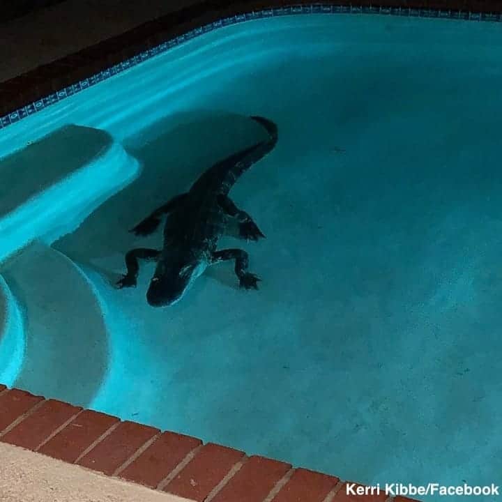 ABC Newsさんのインスタグラム写真 - (ABC NewsInstagram)「SEE YOU LATER: A Port Charlotte, Florida investigated after hearing splashing coming from her pool late at night—and found a 7-foot alligator!  An alligator trapper safely removed the animal. #alligator #florida #wildlife」7月30日 3時01分 - abcnews