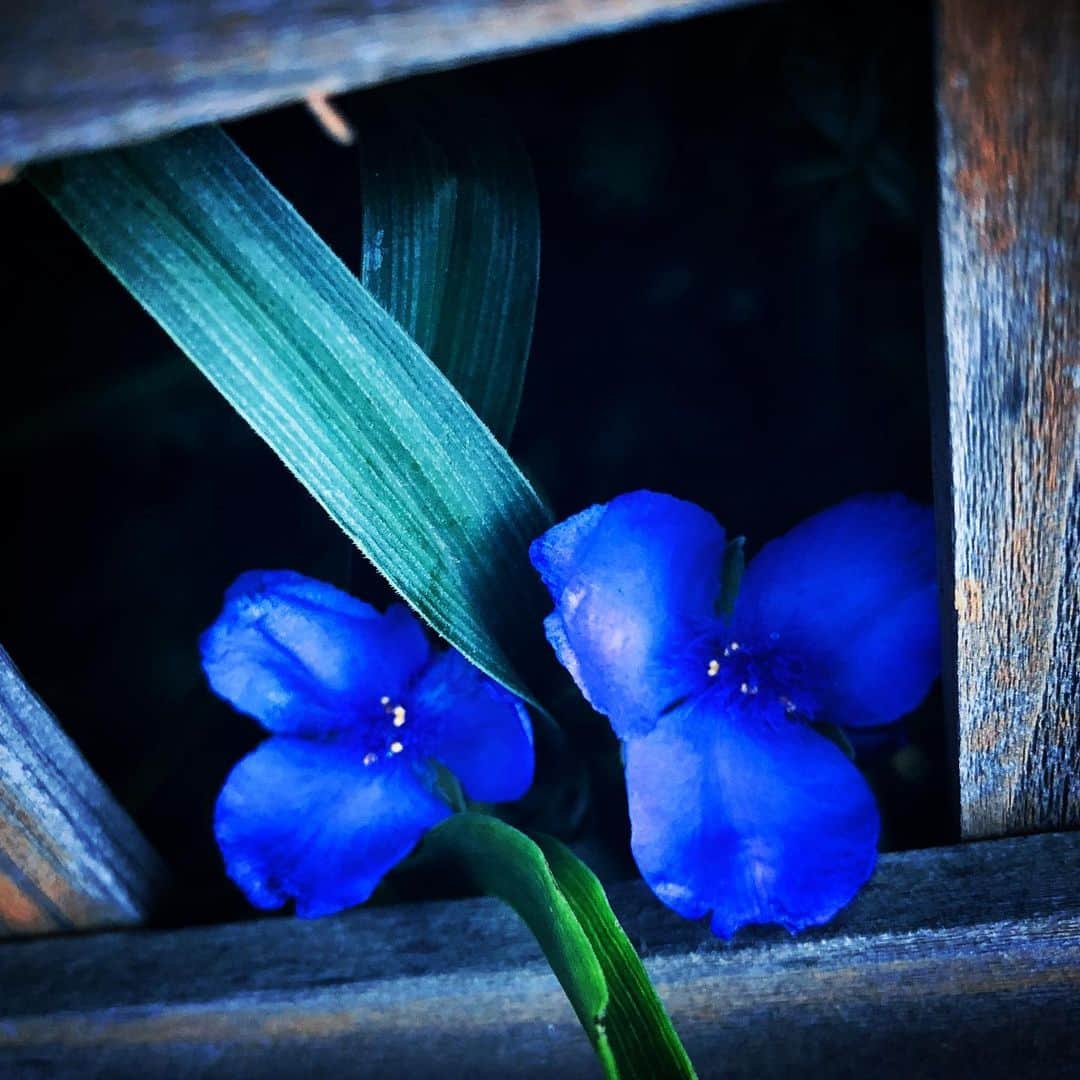 江田由紀浩のインスタグラム：「覗く青い花 #青 #青い #青い花 #花」