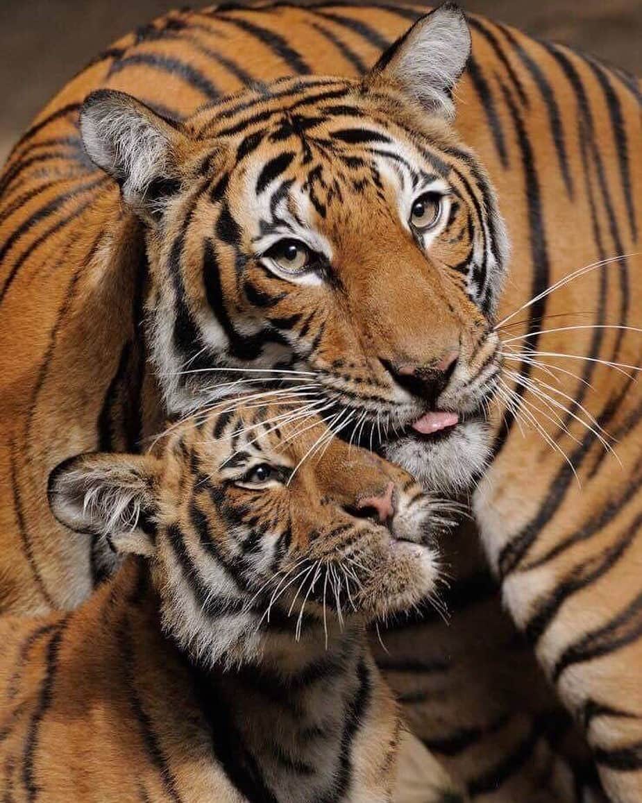 San Diego Zooさんのインスタグラム写真 - (San Diego ZooInstagram)「Wildlife trafficking is one of the biggest threats facing tigers in the wild. You can make a difference by contacting your elected officials and voicing your support for the Wildlife Conservation and Anti-Trafficking Act (H.R. 864). This bipartisan legislation would strengthen federal enforcement against poachers, traffickers, and the global trade in illegal wildlife products. 🐯 #GlobalTigerDay #tigers #worthmorealive #sandiegozoo 📷 Mike Wilson」7月30日 3時26分 - sandiegozoo