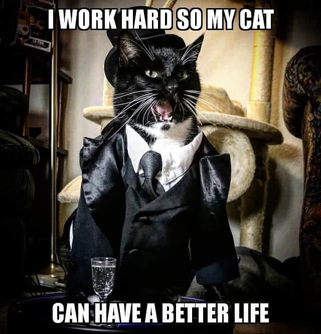 猫コスプレさんのインスタグラム写真 - (猫コスプレInstagram)「#MondayMotivation . . . . . . . . #tuxedocat #tuxedocatsofinstagram #tuxedocats #catsinclothes #meme #memes #catmemes #catcostume #catcosplay #mondaymood」7月30日 3時26分 - cat_cosplay