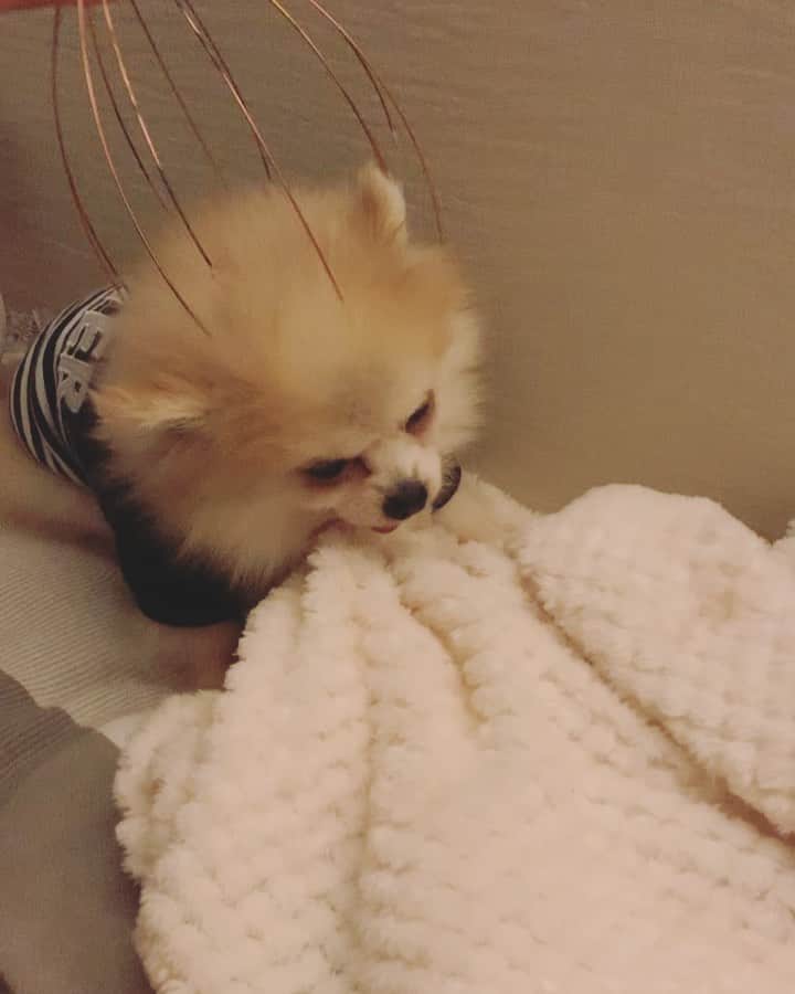 r_oseのインスタグラム：「|| Late night therapy || Uhhh,mommm . . . .  I loooooooooove it!!! 🐰〰️」