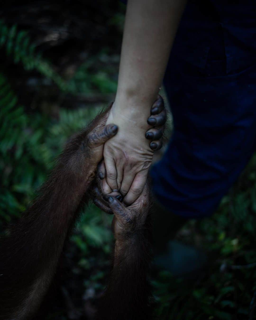 Jackson Harriesさんのインスタグラム写真 - (Jackson HarriesInstagram)「In the wild, orangutan mothers raise their offspring for eight years, teaching them the skills they need for life in the forest. Without this vital bond, the babies are unable to survive on their own in the wild. Just like children they need help. At @bosfoundation, human surrogate mothers take on this role, preparing the orphans for a life beyond the rehabilitation center. It was truly incredible to see the @bosfoundation surrogate mothers interact with the orangutans, giving them the care they require. 📷:@aliceaedy」7月30日 3時51分 - jackharries