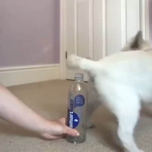 DogsOf Instagramのインスタグラム：「“I hope we’re not too late doing the #bottlecapchallenge” writes @louby_love  #dogsofinstagram」