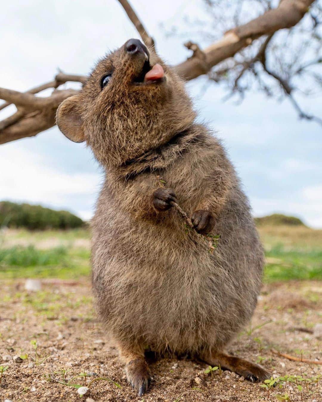 Australiaさんのインスタグラム写真 - (AustraliaInstagram)「This #quokka is clearly ready for #TongueOutTuesday! 😛 @cruzysuzy spotted this cheeky little guy on @westernaustralia’s @rottnestislandwa, which is just a ferry ride away from @destinationperth. These island natives roam around freely, hire a bike from @sealinkrotto, @rottnestexpress or @rottnestfastferries so you can spot them in various parts of the island easily. Before you leave, ‘adopt’ a quokka soft toy at the visitor centre as the perfect souvenir to take home, which also contributes to the island’s conservation program - it’s a win-win.  #seeaustralia #justanotherdayinwa #rottnestisland #wildlife #travel」7月30日 4時00分 - australia