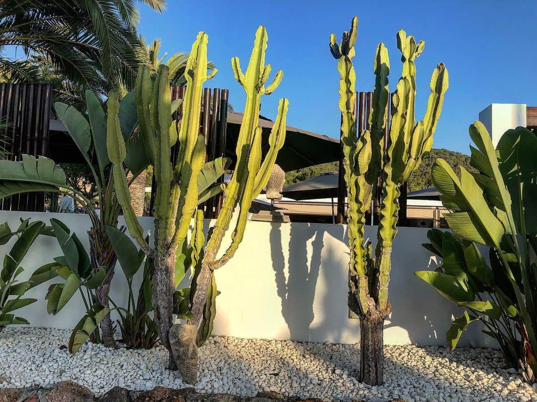 ルーク・エヴァンズさんのインスタグラム写真 - (ルーク・エヴァンズInstagram)「What’s your favourite cactus? This is mine. Although I love all cactus. Not sure why, being a daffodil and leek loving Welshman...but yeah! #garden #cactus #landscaping」7月30日 14時26分 - thereallukeevans