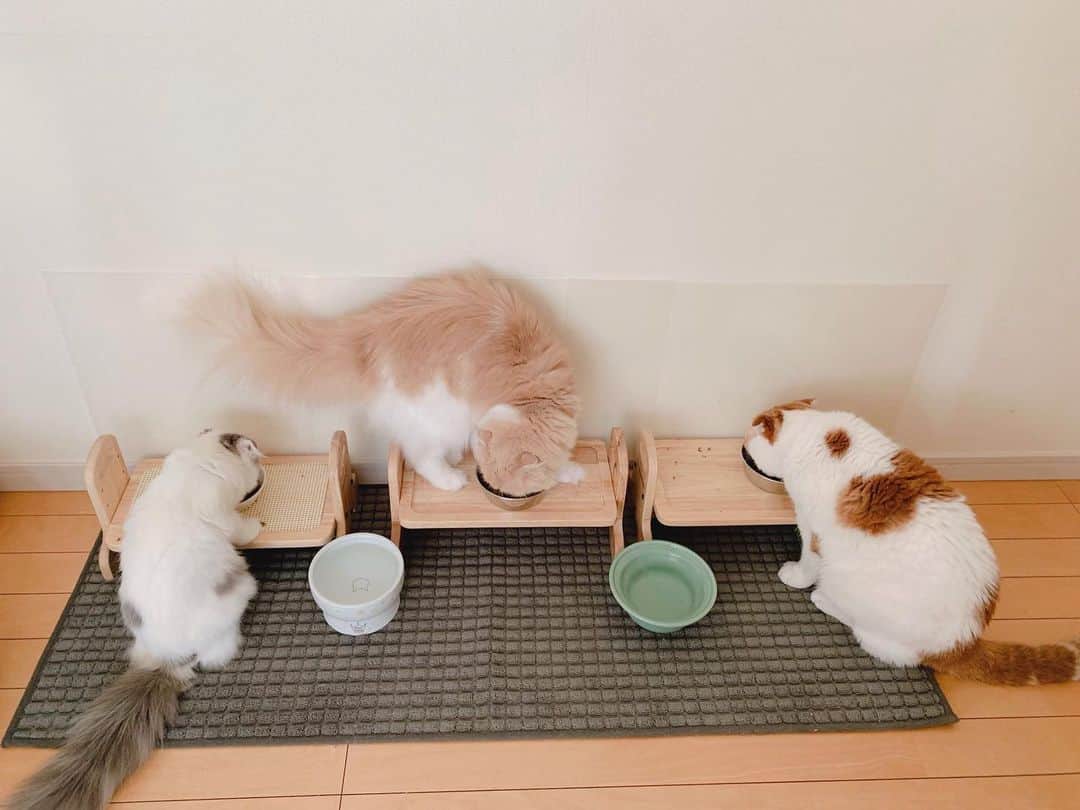 のんたのインスタグラム：「ぼーちゃんの食べ方に呆れているようなぱんちゃん(2枚目) ・ #scottishfold #catstagram_japan #catsofinstagram #cats_of_instagram#catoftheday #ilovemycat #bestmeow #catlover #cutecat #kittensofinstagram #cute #スコティッシュフォールド」