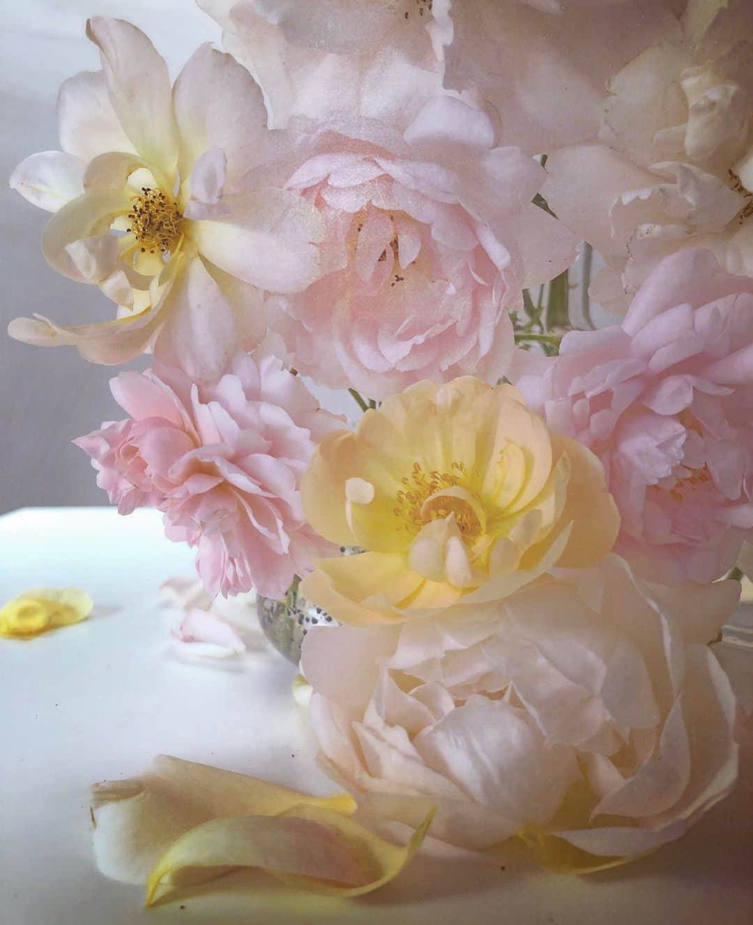 ニック・ナイトさんのインスタグラム写真 - (ニック・ナイトInstagram)「Roses from my garden.Detail. Monday 29th July 2019.」7月30日 6時55分 - nick_knight