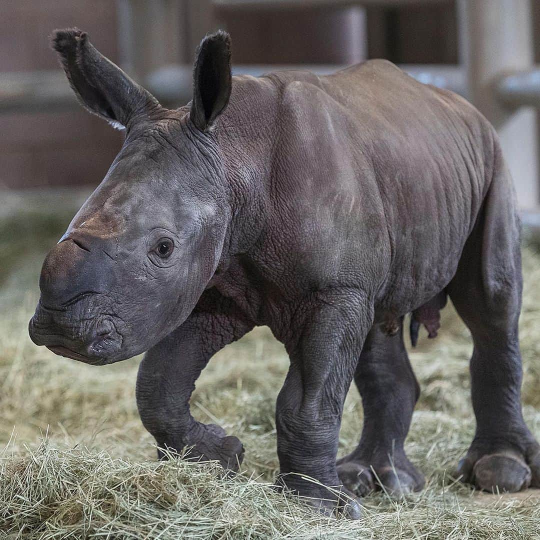 San Diego Zooさんのインスタグラム写真 - (San Diego ZooInstagram)「Oh BOY! After a 493-day pregnancy, Victoria gave birth last night to a healthy male. This adorable addition to the @sdzsafaripark's Nikita Kahn Rhino Rescue Center is the first successful artificial insemination birth of a southern white rhino in North America and brings us one step closer to saving the northern white rhino from extinction. Be sure to follow the Safari Park and @wildlife_conservancy for updates on this tiny tank puppy. Congrats to everyone involved in this cutting-edge milestone. 🦏 #rhinos #endangeredspecies #EndExtinction」7月30日 7時20分 - sandiegozoo