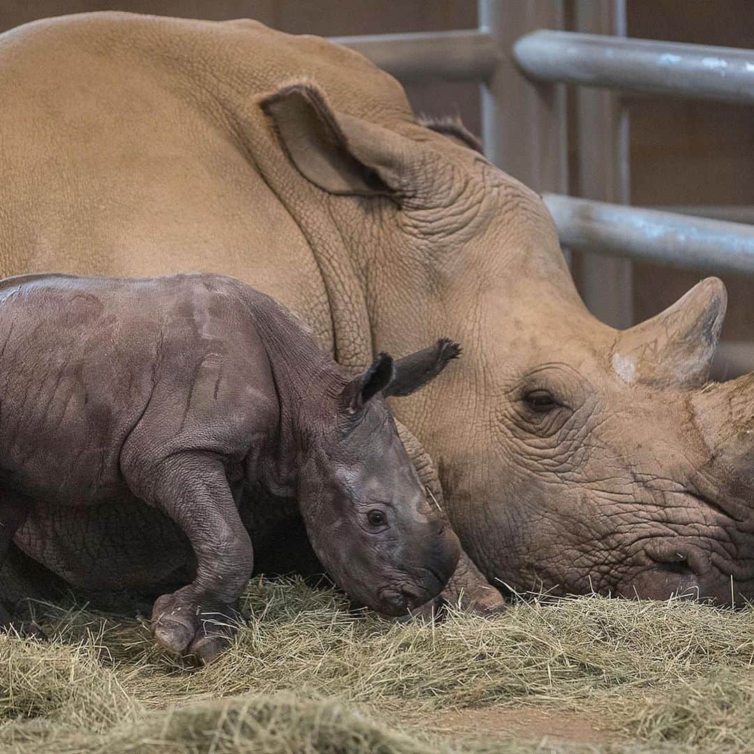 San Diego Zooさんのインスタグラム写真 - (San Diego ZooInstagram)「Oh BOY! After a 493-day pregnancy, Victoria gave birth last night to a healthy male. This adorable addition to the @sdzsafaripark's Nikita Kahn Rhino Rescue Center is the first successful artificial insemination birth of a southern white rhino in North America and brings us one step closer to saving the northern white rhino from extinction. Be sure to follow the Safari Park and @wildlife_conservancy for updates on this tiny tank puppy. Congrats to everyone involved in this cutting-edge milestone. 🦏 #rhinos #endangeredspecies #EndExtinction」7月30日 7時20分 - sandiegozoo