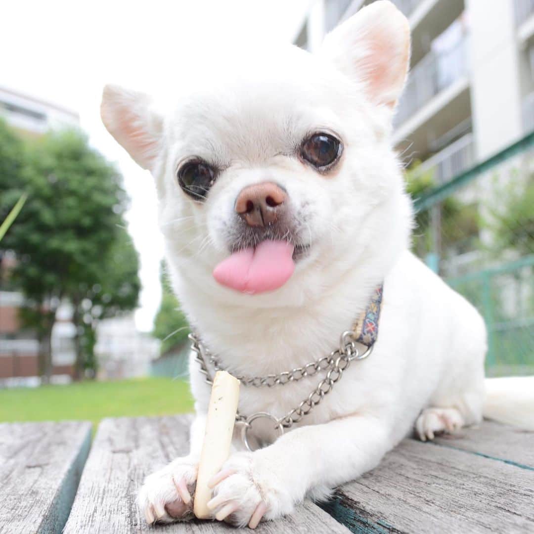 KORIKIのインスタグラム：「おはようございます♪ * #😝 #dogofsapporo #dog, #dogs, #dogstagram,#chihuahua,#犬バカ部,#チワワ,#koriki, #hanadog #白スムチ連合会, #スムチー,  #dogofthedayjp, #dogoftheday  #ilovemydog #instadog #instapet #WhiteChihuahua  #吉娃娃 #치와와  #dogsofinstagram #Chihuahualover  #チワワの輪 #barkbox #WhiteChihuahuaParty #もふもふモフモフ」