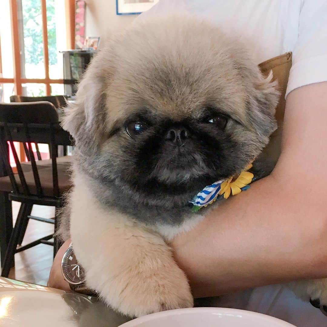 のインスタグラム：「#goodmorning  #伊豆 といったら #cafecandy #ワッフル  #yummy  #美味しい😋 ※ 初代ぽん吉🐶の時から、伊豆に行ったら必ずと言っていいくらい、お世話になってるカフェ☕️🍽 13年も、変わらぬ笑顔で迎えてくれるって、すごい嬉しいし、いつも明るい気持ちをもたらしてくれる💝 憧れのオーナーさんご夫婦なんだよね🥰 ワンちゃんの事も詳しいし、伊豆の良い所、沢山教えてくれるし💡伊豆に行ったら是非行ってみてほしいカフェさんです🍽☕️💝😍 また行くね〜☕️😊」