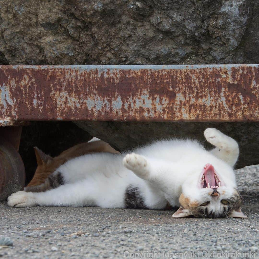 Masayukiさんのインスタグラム写真 - (MasayukiInstagram)「だらだら。  おはようございます。 Good morning from Tokyo Japan ⛅️ #cat #ねこ」7月30日 7時39分 - okirakuoki