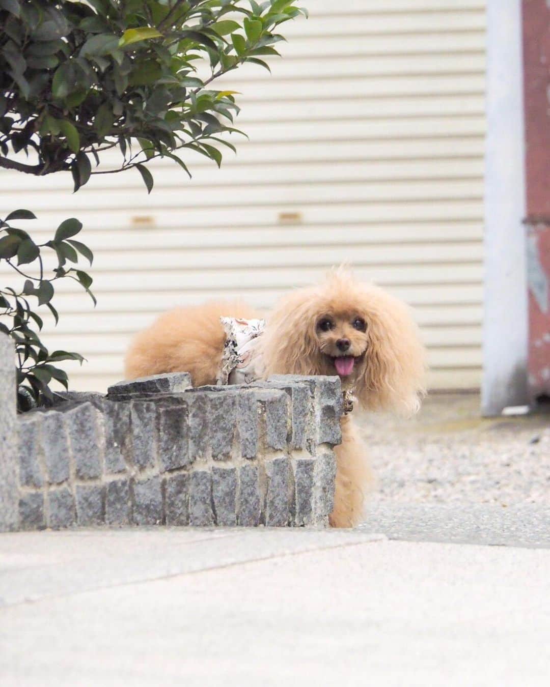 Toypoodle Mikuru?Asakusa Tokyoのインスタグラム：「20190730 Tuesday. Good morning! Friends 💕 梅雨明けした下町の朝。 湿度高くて溶けそうです😰 . ❶ 隠れようとしてら みくるに見つかった😅 ❷ 暑くても食欲魔人 ❸ 👅 ❹ 控えめに待つ ❺ みくるの法則動画。理由なき法則。 ❻ 朝5時30分でも暑いです💦 . カラダとココロが疲れた。 でも肝臓は元気だよ🍺 . #浅草寺 #かくれんぼ未遂 #下町の朝」