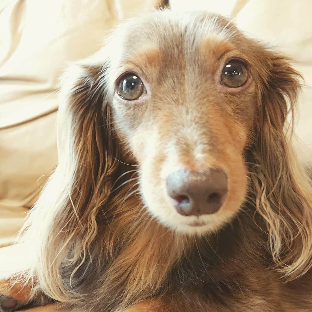 くるみんのインスタグラム：「* あたちもシャンプーしたの  #カニンヘンダックスフント #カニンヘン #カニンヘンダックス #カニンヘンダックスフンド #チョコタンダックス #チョコタン #ダックス多頭飼い #ダックスフント #ダックスフンドカニンヘン #ダックスフンド #ダックス #わんこなしでは生きていけません会 #ワンコなしでは生きて行けません会 #いぬばか部 #いぬすたぐらむ #短足部 #シャンプー #お風呂 #all_dog_japan #east_dog_japan #dachshundgram #dachshund #dachs #dachshund_feature #dogstagram #instagramdog #instadachs #kyounodachs #todayswanko #7pets_1day」