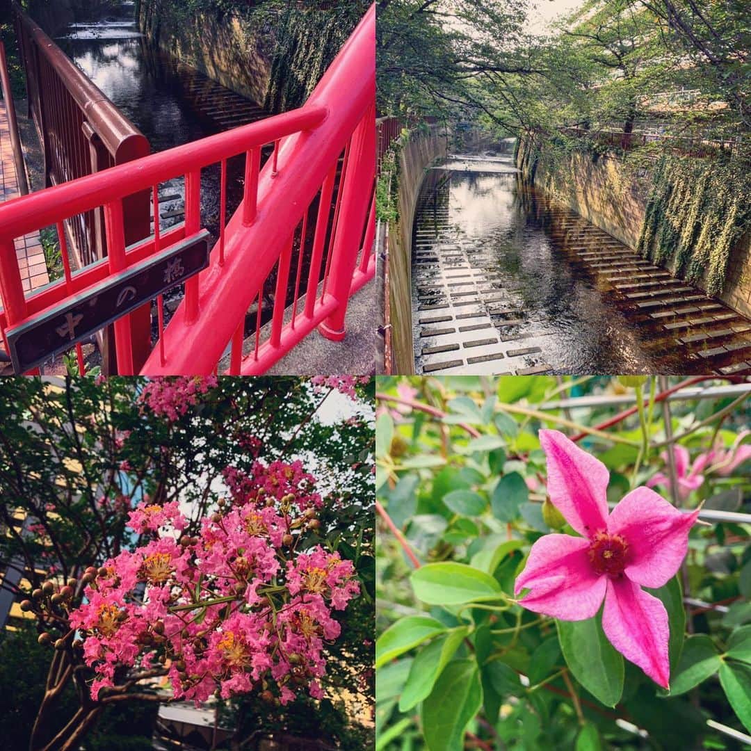 有森裕子さんのインスタグラム写真 - (有森裕子Instagram)「ラン散歩の風景 その2」7月30日 8時18分 - arimori.yuko33
