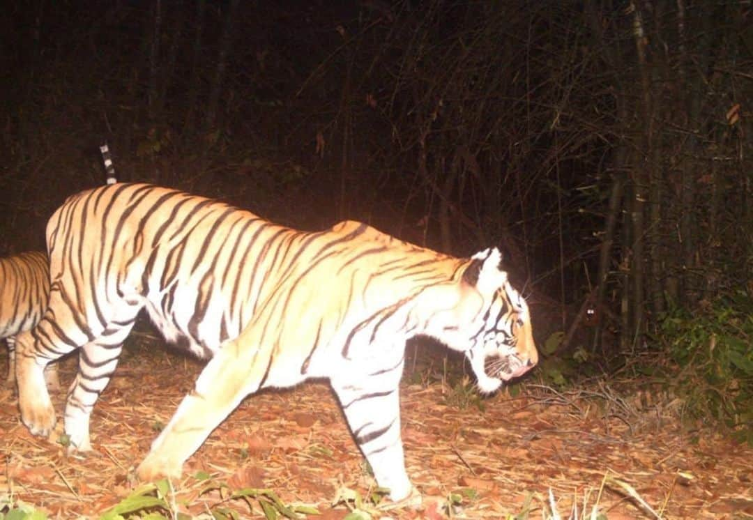 レオナルド・ディカプリオさんのインスタグラム写真 - (レオナルド・ディカプリオInstagram)「In Thailand's Huai Kha Khaeng (HKK) Wildlife Sanctuary, tigers are roaring back thanks to a major long-term effort by the government of Thailand, supported by @thewcs. As a result, tiger numbers in the sanctuary have risen dramatically, from 41 in 2010-11 to 66 today – a more than 60 percent increase. In addition, tigers moving beyond boundaries of the sanctuary are providing a foundation for a recovering population across the entire Western Forest Complex of Thailand, with benefits even spilling over across the border into the Taninthayi region of Myanmar. #GlobalTigerDay」7月30日 8時33分 - leonardodicaprio