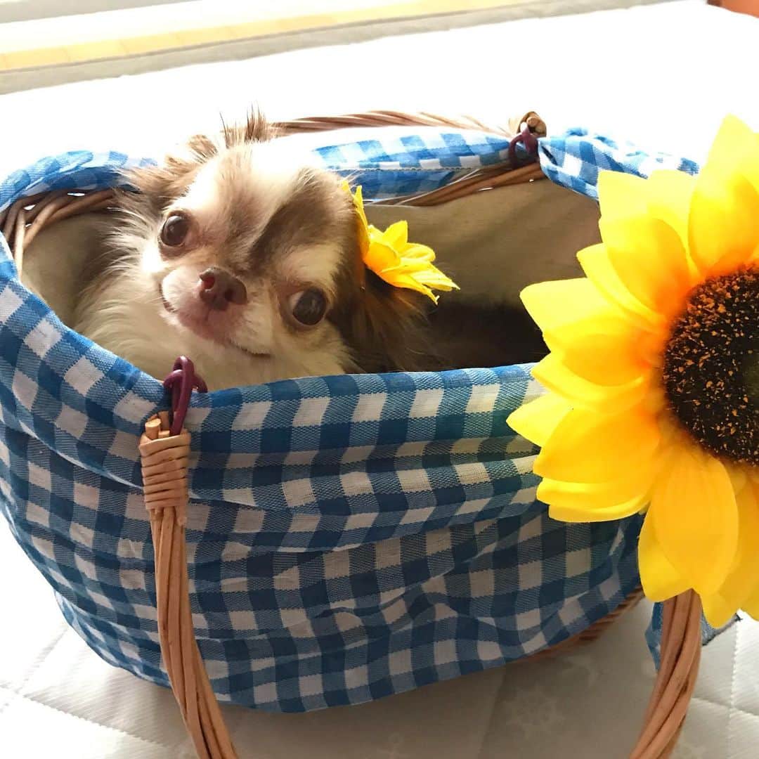 kayoのインスタグラム：「* * 可愛いカゴバッグ ありがとう〜😊💗 * * ひまわり付きで可愛い〜😍🌻 * * Lychee💗🌻 * * #chihuahua#chihuahualove#dogstgram#dog#instadog#チワワ#チワワ大好き * *」