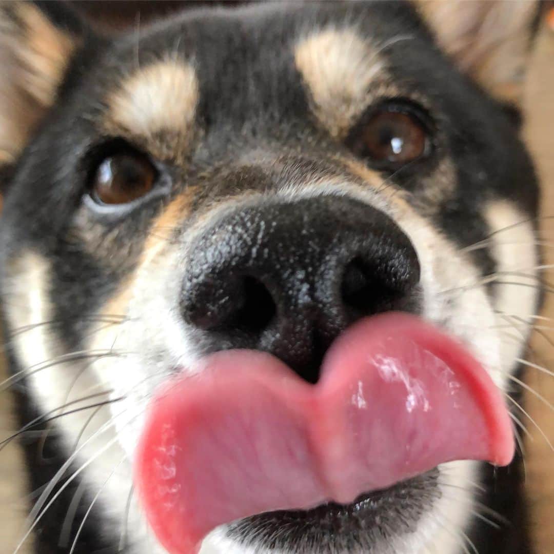 vo_coのインスタグラム：「👅 24時間エアコンな季節がやって参りました 留守番中、ちゃんと水分補給するんだぞー * #飼主は終日屋外ワーク #熱中症注意だな #shibastagram #instashiba #shiba #shibainu #黒柴 #柴犬」