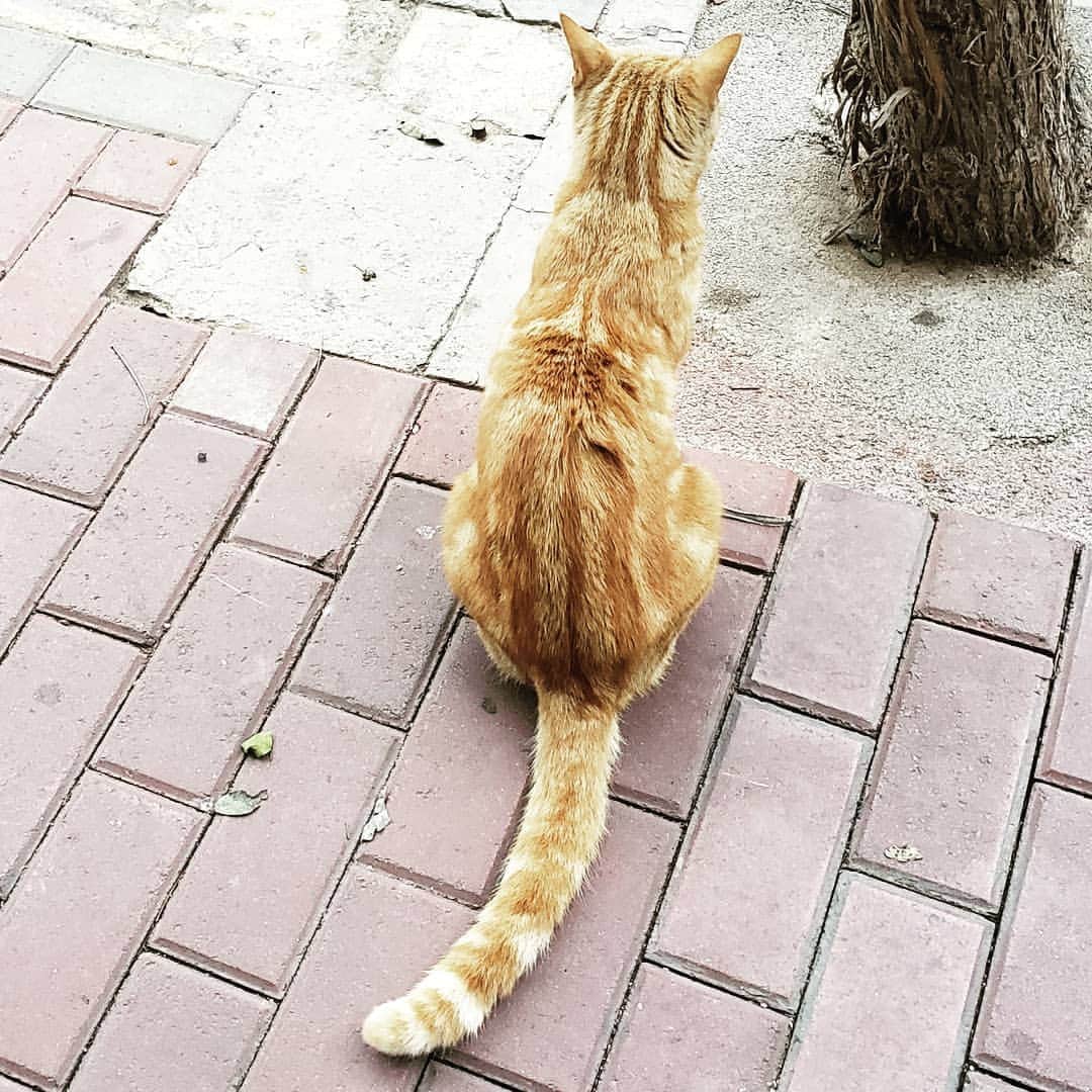 PJクォンさんのインスタグラム写真 - (PJクォンInstagram)「One cool Peruvian patterned cool cat - on my walk today in #lima2019 #fun」7月30日 8時46分 - pjkwong