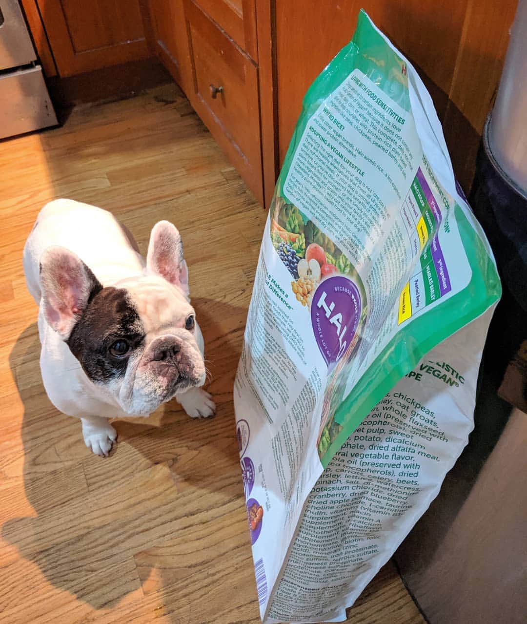 Manny The Frenchieさんのインスタグラム写真 - (Manny The FrenchieInstagram)「🐶Hmmm, there's plants in this?! 🤔 MOM, did you know I like plants?!!. . 👩It's a plant-based recipe Manny, but glad you like it! 😂 #meatlessMonday @halopets」7月30日 9時21分 - manny_the_frenchie
