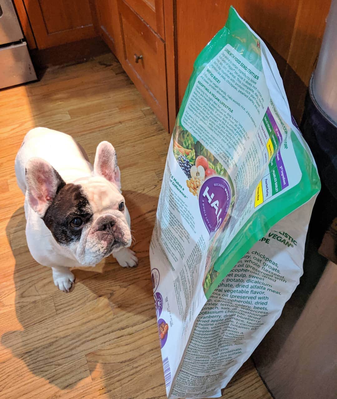 Manny The Frenchieのインスタグラム：「🐶Hmmm, there's plants in this?! 🤔 MOM, did you know I like plants?!!. . 👩It's a plant-based recipe Manny, but glad you like it! 😂 #meatlessMonday @halopets」
