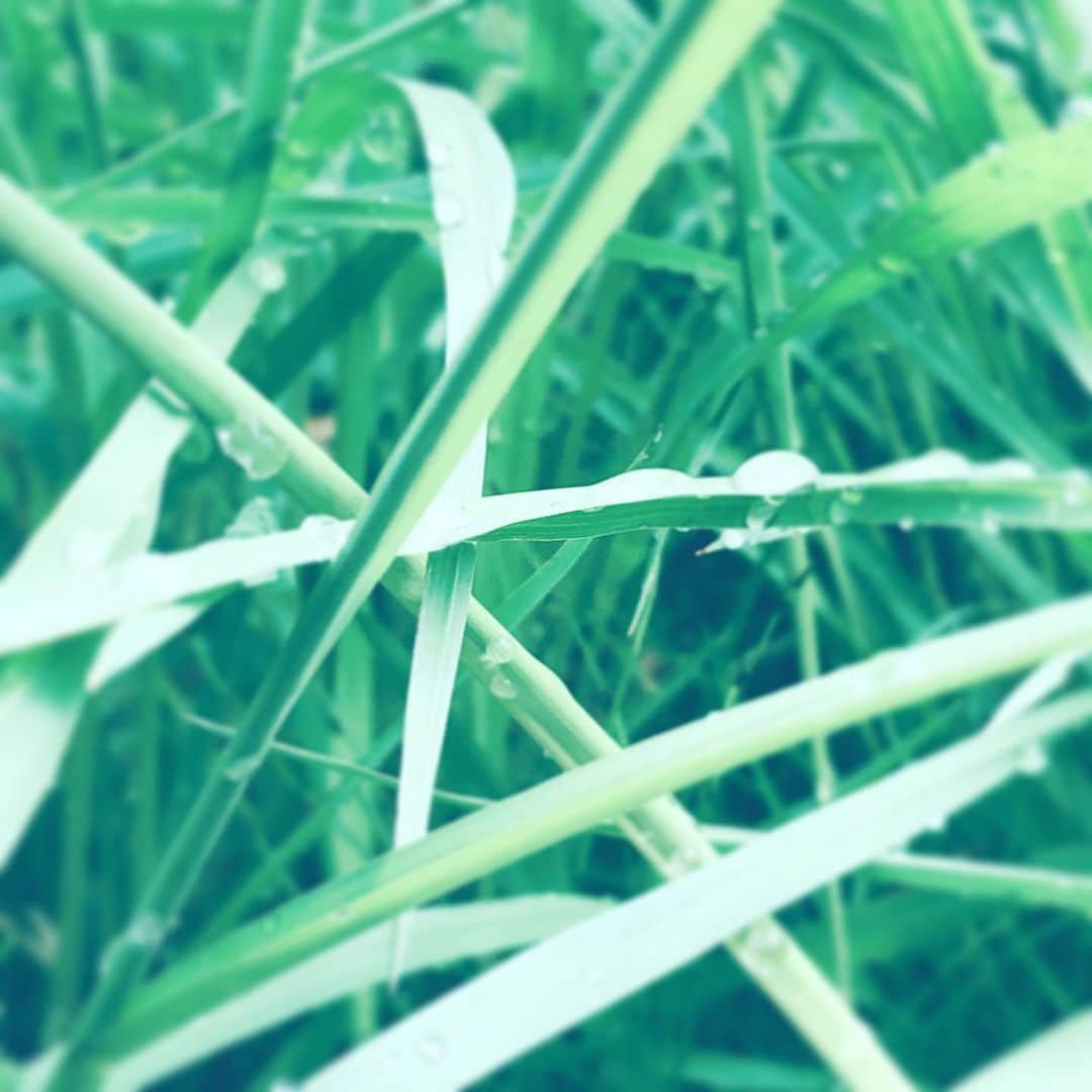 中野敬久さんのインスタグラム写真 - (中野敬久Instagram)「#raindrop #grass #朝露 #雨 #葉っぱ」7月30日 9時50分 - hirohisanakano