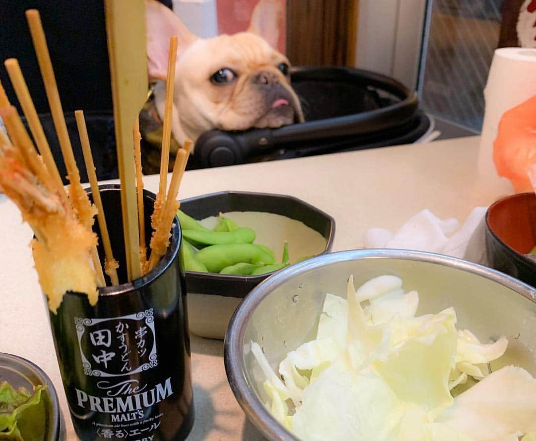 串カツ田中さんのインスタグラム写真 - (串カツ田中Instagram)「. @konatsu20170721 さんより テーブルの上のお料理が気になる・・・！ちらっと見ちゃう瞬間を激写😆 . 店内禁煙でわんちゃんも安心してお過ごしいただける空間です♪お散歩のあとは串カツ田中までどうぞ！ ※ペット同伴可能店舗についてはHPよりご確認ください。 ----------------------------------------------------- 🐷🍢🍡❤️ ＊ ＊ 串カツ田中🐷🐷🐷 こなつは食材ではありません⚠️😂 ＊ ＊ ＊ ＊ ----------------------------------------------------- . みなさんも #串カツ田中 で投稿してみてくださいね。投稿いただいた素敵なお写真を、串カツ田中の公式アカウントでご紹介させていただいております！ . . #串カツ#串カツ田中#二度づけ禁止#揚げたて#大阪伝統の味#グルメ部#郷土料理#メガハイボール#おつまみごはん#大衆居酒屋#飲みたい#昼からお酒#昼から飲む#大阪グルメ#チェーン店#ふれぶる#フレンチブル#大阪の味#チンチロリン#おつまみ部#B級グルメ大好き#安くてうまい#安い居酒屋#禁煙の店#ぐるめ#飲み会好き#飲み飲み#食べ放題最高#大阪グルメ部#ふれぶる部」7月30日 9時50分 - kushikatsu_tanaka