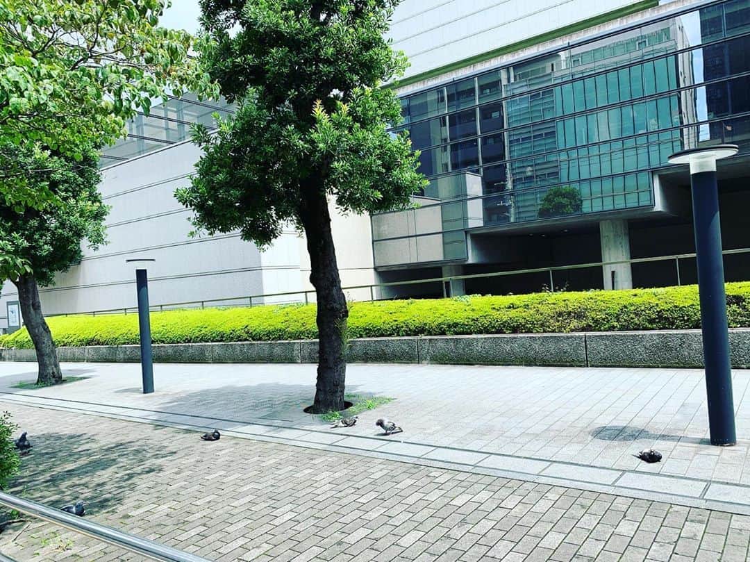 吉田羊さんのインスタグラム写真 - (吉田羊Instagram)「はと  鳩  ハト  歩道に  うずくまる  はと  鳩って  歩いてないと  ハトっぽくないね  皆さまおはようございます  今日もお暑うございますのでね  ポカリでしっかり水分補給して お過ごしくださいね  よき1日を。あでゅー。」7月30日 9時55分 - yoshidayoh_official