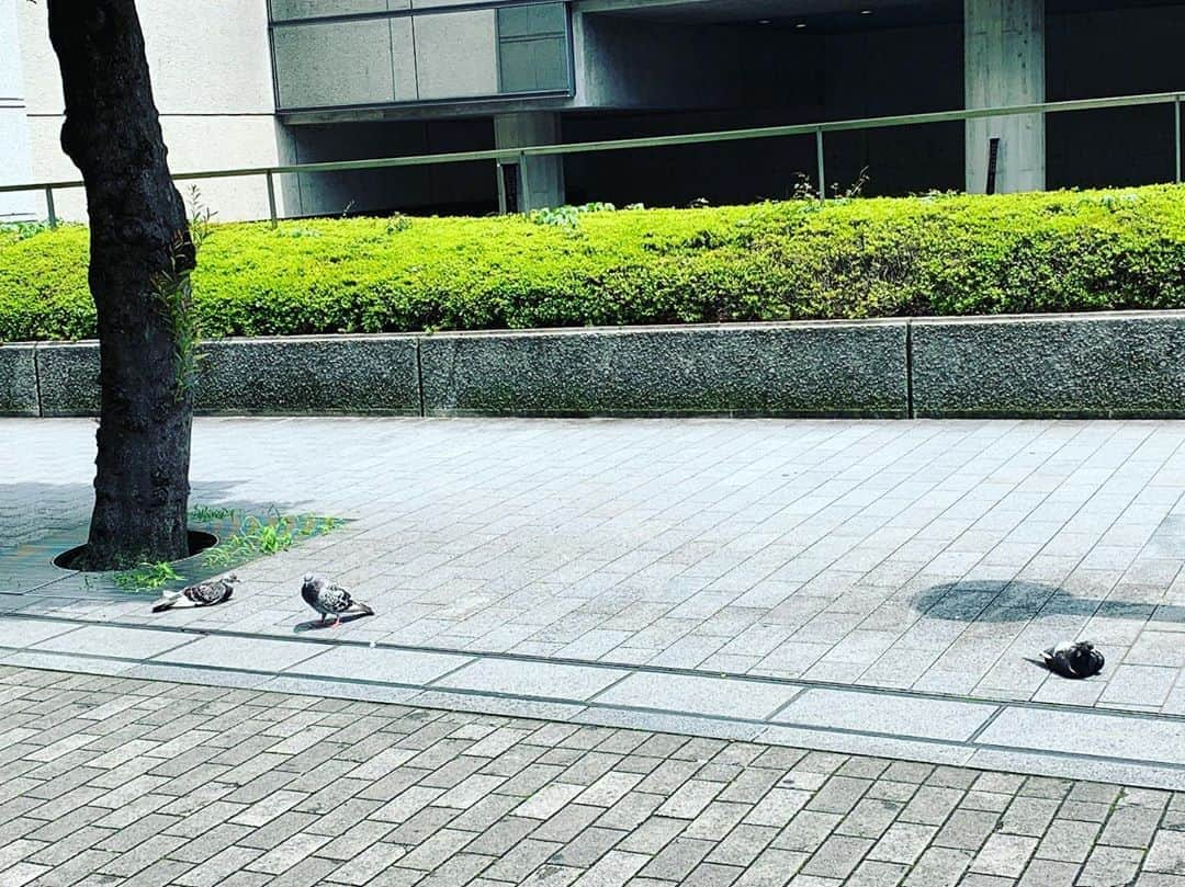 吉田羊さんのインスタグラム写真 - (吉田羊Instagram)「はと  鳩  ハト  歩道に  うずくまる  はと  鳩って  歩いてないと  ハトっぽくないね  皆さまおはようございます  今日もお暑うございますのでね  ポカリでしっかり水分補給して お過ごしくださいね  よき1日を。あでゅー。」7月30日 9時55分 - yoshidayoh_official