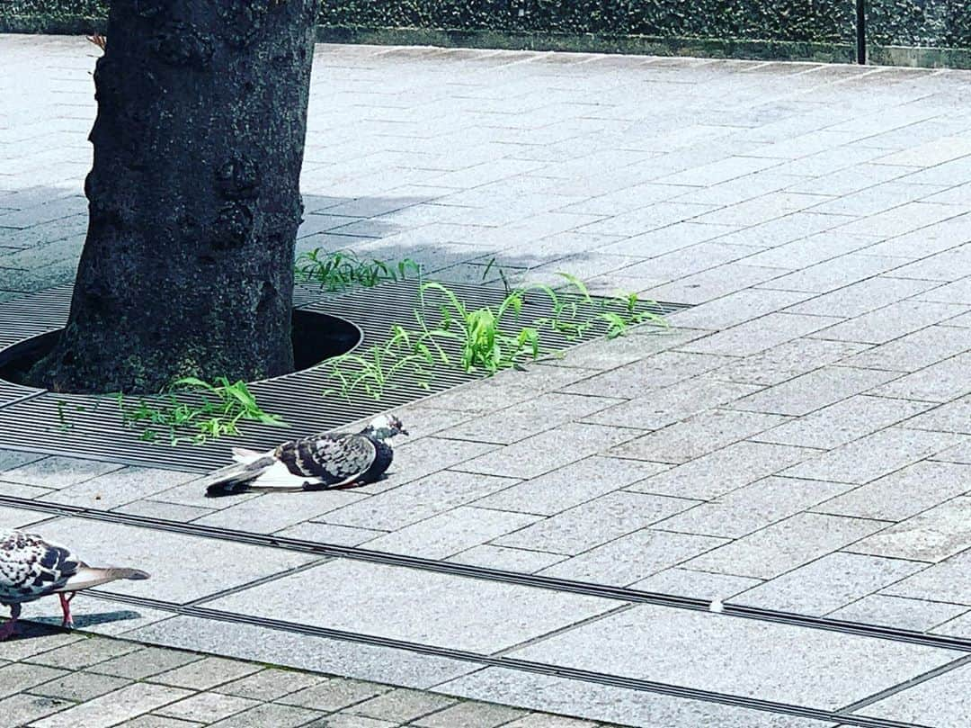 吉田羊さんのインスタグラム写真 - (吉田羊Instagram)「はと  鳩  ハト  歩道に  うずくまる  はと  鳩って  歩いてないと  ハトっぽくないね  皆さまおはようございます  今日もお暑うございますのでね  ポカリでしっかり水分補給して お過ごしくださいね  よき1日を。あでゅー。」7月30日 9時55分 - yoshidayoh_official