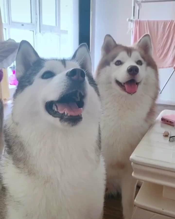 のインスタグラム：「When you have three huskies.🥰🥰 follow @alaskandaily （Twitter：alaskandaily）for more cute pic and video.😜 ……………………………………………………………… Each video was approved by the original author. But  don't have a Instagram account. We are first one post those video. So watermark credit @alaskandaily ……………………………………………………………… #alaskan#malamute#alaskanmalamute#alaskanhusky#malamutesofinstagram#puppylife#puppylove#puppydog#puppylover#dogdays#malamutepuppy#huskies#huskeypuppy#huskeiesreq#siberian#huskeiesofig#dogslife#dogsofnyc#cutedog#cutedogs#huskeypics#huskeylovers#huskygram#huskeylove#huskiesofinstagram#dogsofnyc#husky#狗」