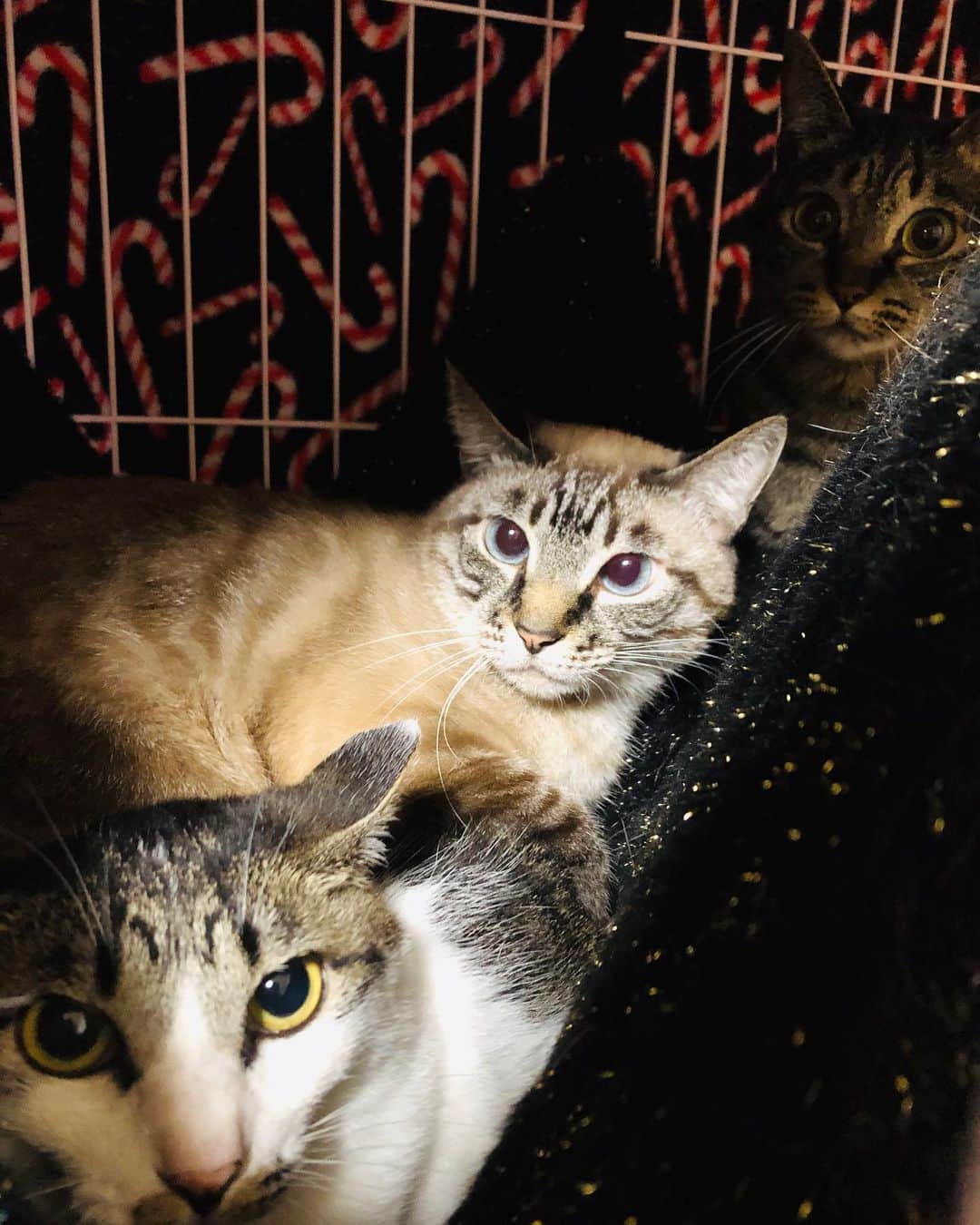 斎藤洸さんのインスタグラム写真 - (斎藤洸Instagram)「この数日、札幌も本州並みの暑さです💦 2階の保護猫部屋の子達がさすがに心配で、この過激な暑さが無くなるまでは涼しいリビングへ！慣れないリビングに、ドーナッツが不満そう…www #保護猫 #cat #cats #わさびちゃんち」7月30日 10時16分 - snare_saitou