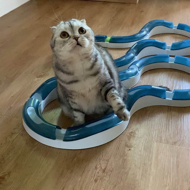 のインスタグラム：「Morning activity for Nala...หลังจากแปรงขนแล้ว เราก้อออกกำลังกายกันต่อค่ะ #แค่ขยับเท่ากับออกกำลังกาย」