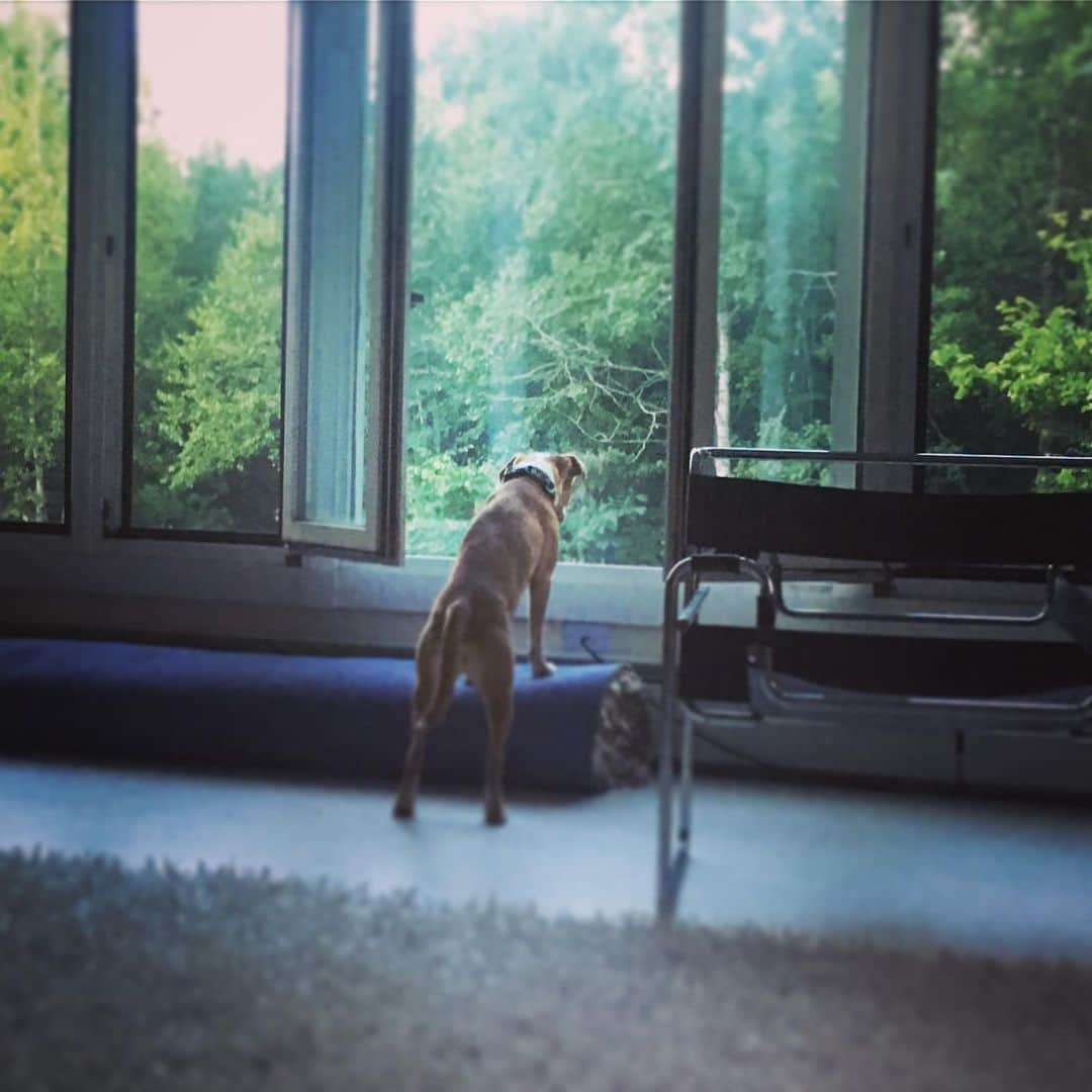 ナディア・ダジャニさんのインスタグラム写真 - (ナディア・ダジャニInstagram)「Scout in our tree house. #rescuedog #country」7月30日 10時25分 - caughtoffbase