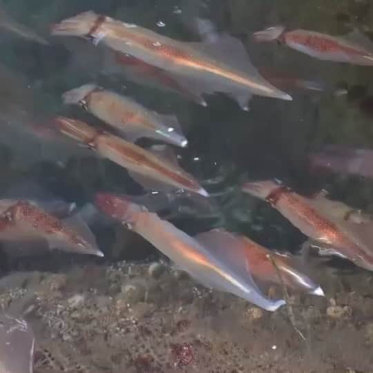 森武史のグルメインスタ