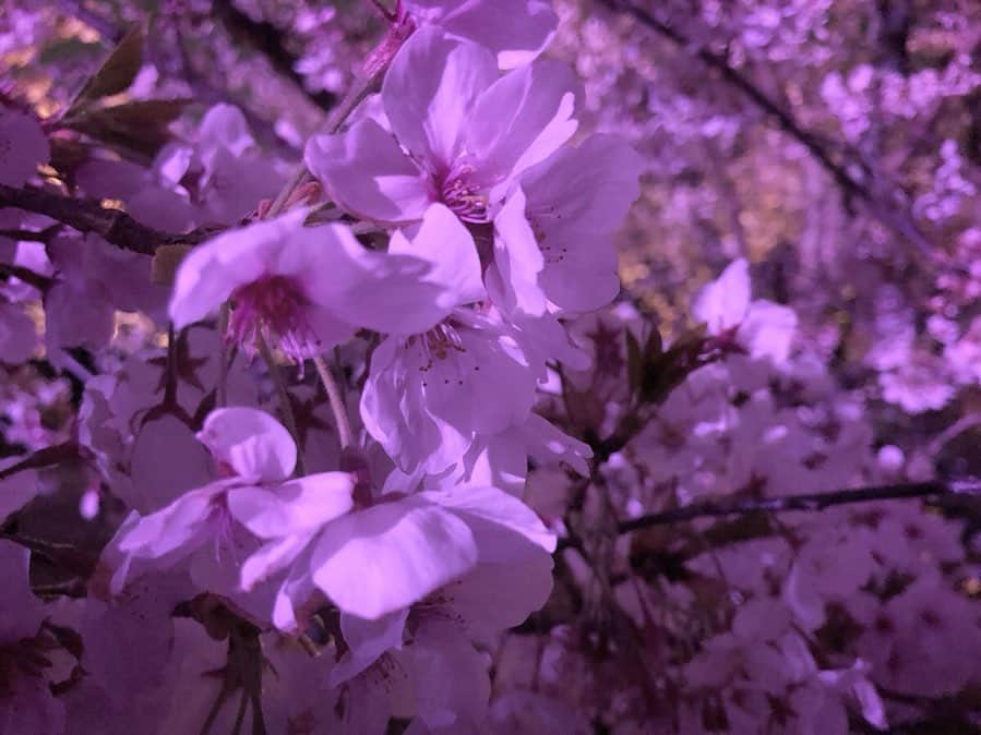 豊永阿紀さんのインスタグラム写真 - (豊永阿紀Instagram)「下書きに埋もれていたよ。春が恋しいような。概念としての夏と、それに付随する夏らしさはとても好きなのだけど。なにせ生きるにはあつすぎるね。」7月30日 10時49分 - aki_t_official