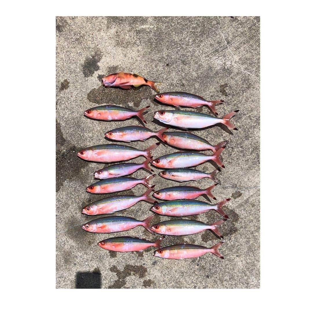 MAIKO さんのインスタグラム写真 - (MAIKO Instagram)「#沖釣り初日誌 🎣 ・ ・ みんなでグルクン17匹釣れた🎣✨ あと、オジサン(魚)1匹🐟 ・ ・ 【喰旨くぅ】さんにて調理して頂き美味しくペロリ😋✨ ・ ・ #グルクン 🐟 #オジサン 🐟 #グルクン南蛮漬け #グルクン唐揚げ #グルクン刺し #グルクン梅しそ天ぷら #オジサン煮付け #喰旨くぅ」7月30日 12時25分 - maiko_oops